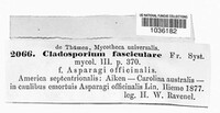 Cladosporium fasciculare image